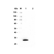 Anti-GSTK1 (MOUSE) Monoclonal Antibody, 100µg, Liquid (sterile filtered)