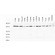 Anti-Aha1 (RABBIT) Antibody, 100µL, Liquid (sterile filtered)
