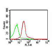 Anti-CD47 (MOUSE) Monoclonal Antibody Fluorescein Conjugated, 100µL, Liquid (sterile filtered)