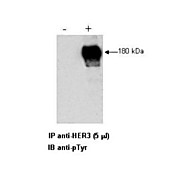 Anti-HER3 (RABBIT) Antibody, 250µg, Liquid (sterile filtered)