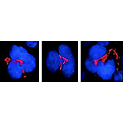 Anti-FKBP51 (MOUSE) Monoclonal Antibody, 100µg, Liquid (sterile filtered)