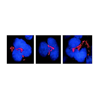Anti-FKBP51 (MOUSE) Monoclonal Antibody, 100µg, Liquid (sterile filtered)