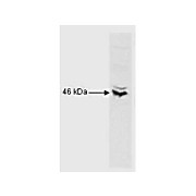 Anti-CREB-1 (p43) (RABBIT) Antibody, 100µL, Liquid (sterile filtered)