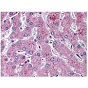 Anti-NOTCH 2 (Cleaved N terminal) (Human specific) (RABBIT) Antibody, 200µL, Liquid (sterile filtered)