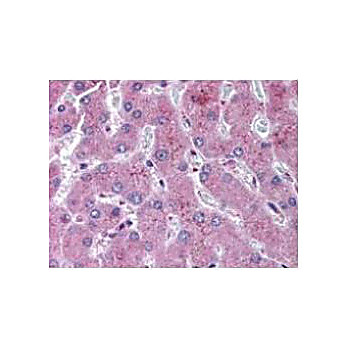 Anti-NOTCH 2 (Cleaved N terminal) (Human specific) (RABBIT) Antibody, 200µL, Liquid (sterile filtered)