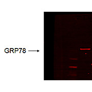 GRP78 Antibody [6H4-2G7] 100µg