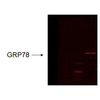 GRP78 Antibody [6H4-2G7] 100µg