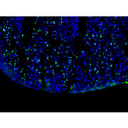 Anti-BrdU (MOUSE) Monoclonal Antibody, 100µg, Liquid (sterile filtered)
