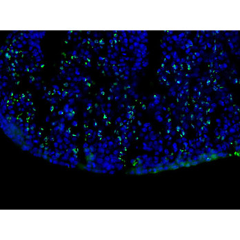 Anti-BrdU (MOUSE) Monoclonal Antibody, 100µg, Liquid (sterile filtered)