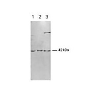Anti-Erk2 (RABBIT) Antibody, 100µL, Liquid (sterile filtered)