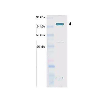 Anti-Hsc70 (Hsp73) (MOUSE) Monoclonal Antibody, 100µg, Liquid (sterile filtered)