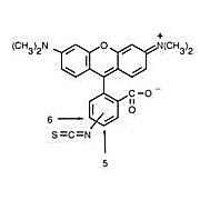 Anti-RHODAMINE (MOUSE) Monoclonal Antibody, 500µg, Liquid (sterile filtered)