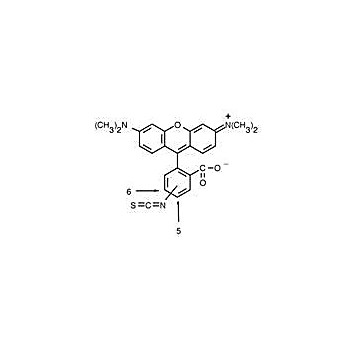 Anti-RHODAMINE (MOUSE) Monoclonal Antibody, 500µg, Liquid (sterile filtered)