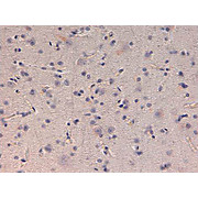 Anti-Kinesin-1 (Rabbit) Antibody , 25µL, Liquid (sterile filtered)