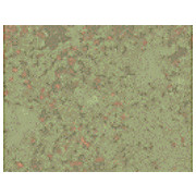 HSP60 Antibody [LK2] 200µg