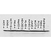 Anti-HSP90 beta (MOUSE) Monoclonal Antibody, 200µg, Liquid (sterile filtered)