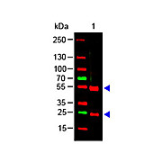 Anti-SWINE IgG (H&L) (RABBIT) Antibody, 2mL, Lyophilized