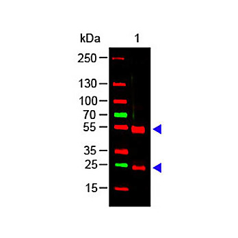Anti-SWINE IgG (H&L) (RABBIT) Antibody, 2mL, Lyophilized