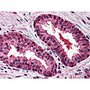 Anti-Cul2 (C-terminal specific) (RABBIT) Antibody, 100µL, Liquid (sterile filtered)