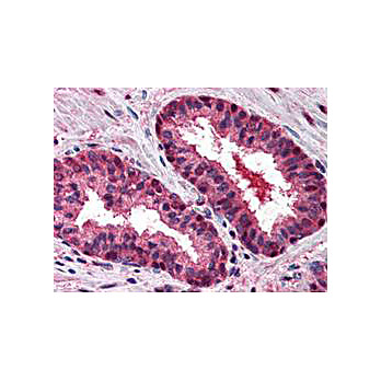 Anti-Cul2 (C-terminal specific) (RABBIT) Antibody, 100µL, Liquid (sterile filtered)