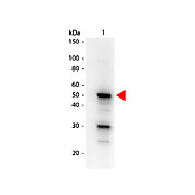 Anti-Pdcd4 pS457 (MOUSE) Monoclonal Antibody Biotin Conjugated, 50µg, Lyophilized