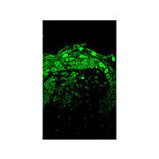 Cav1.3 Antibody [S48A-9] 100µg