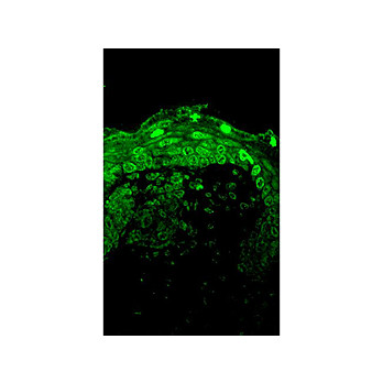 Cav1.3 Antibody [S48A-9] 100µg