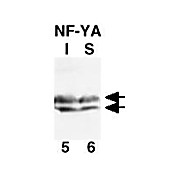 Anti-NF-Y (A subunit) (RABBIT) Antibody, 100µg, Liquid (sterile filtered)