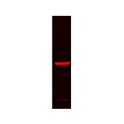 GRP78 Antibody [1H11-1H7] 100µg