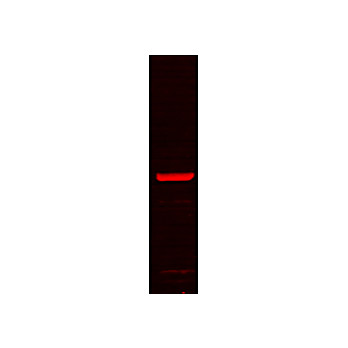 GRP78 Antibody [1H11-1H7] 100µg