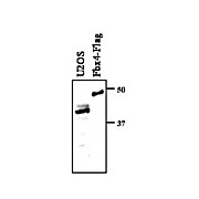 Anti-F-box only protein 4 (FBX4) (RABBIT) Antibody, 100µL, Liquid (sterile filtered)