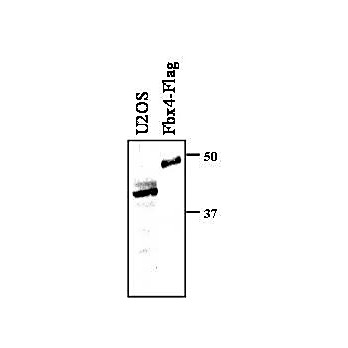 Anti-F-box only protein 4 (FBX4) (RABBIT) Antibody, 100µL, Liquid (sterile filtered)