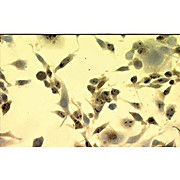Anti-Hsp70 (MOUSE) Monoclonal Antibody, 200µg, Liquid (sterile filtered)