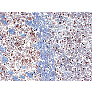 Anti-Kv1.3 (MOUSE) Monoclonal Antibody, 100µg, Liquid (sterile filtered)