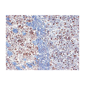 Anti-Kv1.3 (MOUSE) Monoclonal Antibody, 100µg, Liquid (sterile filtered)