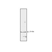 Anti-p21/WAF1 (MOUSE) Monoclonal Antibody, 100µg, Liquid (sterile filtered)