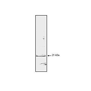Anti-p21/WAF1 (MOUSE) Monoclonal Antibody, 100µg, Liquid (sterile filtered)