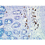 Anti-Hsp90 (MOUSE) Monoclonal Antibody, 100µg, Liquid (sterile filtered)