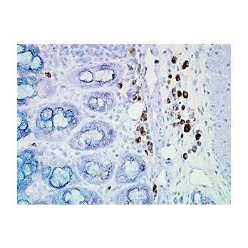 Anti-Hsp90 (MOUSE) Monoclonal Antibody, 100µg, Liquid (sterile filtered)