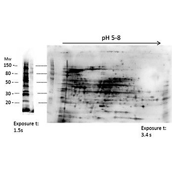 Anti-High Molecular Weight E.Coli Protein Host Cell Protein (HCP) Antibody, 100µL, Liquid (sterile filtered)