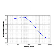 Anti-Jarid1c (RABBIT) Antibody, 100µL, Liquid (sterile filtered)