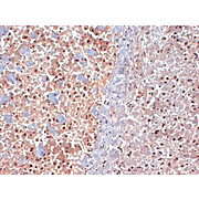 Anti-SAP97 (MOUSE) Monoclonal Antibody, 100µg, Liquid (sterile filtered)