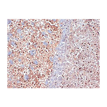Anti-SAP97 (MOUSE) Monoclonal Antibody, 100µg, Liquid (sterile filtered)
