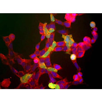Anti-Neuron specific enolase (NSE) (Rabbit) Antibody, 100µL, Liquid