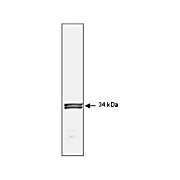 Anti-cdc2 (p34) (MOUSE) Monoclonal Antibody, 100µg, Liquid (sterile filtered)