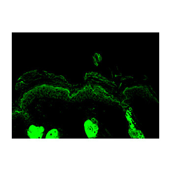 Anti-Calreticulin (RABBIT) Antibody, 200µL, Liquid (sterile filtered)