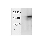 Alpha B Crystallin native [1A7.D5] 200µg
