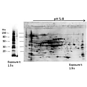 Anti-Low Molecular Weight E.Coli Protein Host Cell Protein (HCP) Antibody, 100µL, Liquid (sterile filtered)