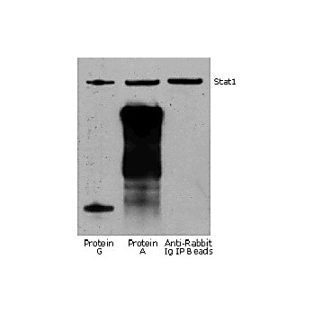 Rabbit TrueBlot®: Anti-Rabbit IgG HRP, 200µL, Liquid (sterile filtered)