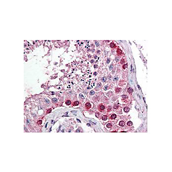 Anti-Cul4A (N-terminal specific) (RABBIT) Antibody, 100µL, Liquid (sterile filtered)